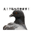 エサをもらいに来た鳩たち（個別スタンプ：32）