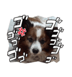 ron  photo stamp 2（個別スタンプ：8）