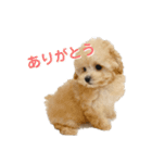 チャイ達のスタンプ（個別スタンプ：2）