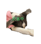 SKYの七変化♡（個別スタンプ：13）