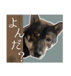 ぼくは四国犬2（個別スタンプ：2）