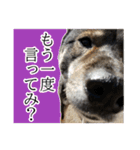 ぼくは四国犬2（個別スタンプ：15）