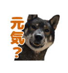 ぼくは四国犬2（個別スタンプ：19）