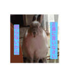 モモさんの世直し（個別スタンプ：3）