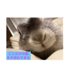 モモさんの世直し（個別スタンプ：8）