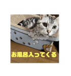 アメショー 山形のとのスタンプ（個別スタンプ：1）