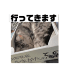 アメショー 山形のとのスタンプ（個別スタンプ：3）