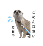 ミーアキャットの日常/Meerkat_Alice②（個別スタンプ：2）