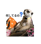 ミーアキャットの日常/Meerkat_Alice②（個別スタンプ：4）