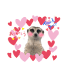 ミーアキャットの日常/Meerkat_Alice②（個別スタンプ：6）