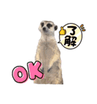 ミーアキャットの日常/Meerkat_Alice②（個別スタンプ：7）