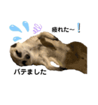 ミーアキャットの日常/Meerkat_Alice②（個別スタンプ：8）