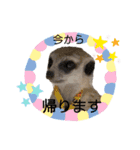 ミーアキャットの日常/Meerkat_Alice②（個別スタンプ：9）