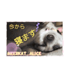ミーアキャットの日常/Meerkat_Alice②（個別スタンプ：10）