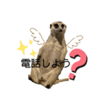 ミーアキャットの日常/Meerkat_Alice②（個別スタンプ：11）