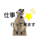 ミーアキャットの日常/Meerkat_Alice②（個別スタンプ：12）