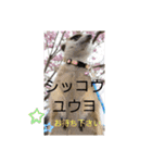 ミーアキャットの日常/Meerkat_Alice②（個別スタンプ：13）