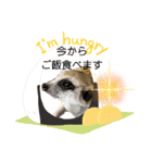 ミーアキャットの日常/Meerkat_Alice②（個別スタンプ：14）