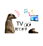 ミーアキャットの日常/Meerkat_Alice②（個別スタンプ：15）
