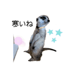 ミーアキャットの日常/Meerkat_Alice②（個別スタンプ：17）