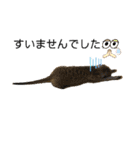 ミーアキャットの日常/Meerkat_Alice②（個別スタンプ：20）