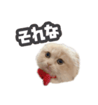 Mohukocha（個別スタンプ：1）