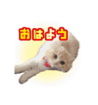 Mohukocha（個別スタンプ：2）