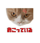 Mohukocha（個別スタンプ：7）