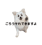 ごろちゃむチャレンジ（個別スタンプ：7）