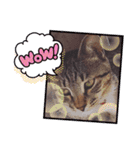 猫のコマちゃん、パート2（個別スタンプ：31）