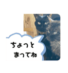 黒猫一家(お市っちゃんの巻)（個別スタンプ：10）