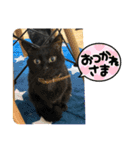 黒猫一家(お市っちゃんの巻)（個別スタンプ：12）