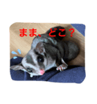 ももすけの日常で使えるスタンプ！！3（個別スタンプ：1）