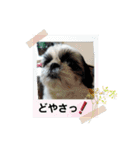 我が家のシーズー犬もじゃ 23（個別スタンプ：3）