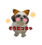 我が家のシーズー犬もじゃ 23（個別スタンプ：4）
