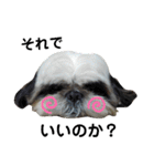 我が家のシーズー犬もじゃ 23（個別スタンプ：5）