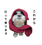 我が家のシーズー犬もじゃ 23（個別スタンプ：7）