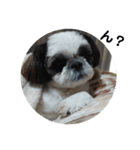 我が家のシーズー犬もじゃ 23（個別スタンプ：8）