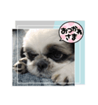 我が家のシーズー犬もじゃ 23（個別スタンプ：9）