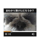 我が家のシーズー犬もじゃ 23（個別スタンプ：10）
