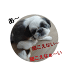我が家のシーズー犬もじゃ 23（個別スタンプ：11）