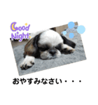 我が家のシーズー犬もじゃ 23（個別スタンプ：12）