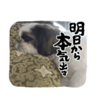 我が家のシーズー犬もじゃ 23（個別スタンプ：14）