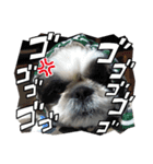 我が家のシーズー犬もじゃ 23（個別スタンプ：16）