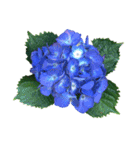 紫陽花（文字無し）hydrangea（個別スタンプ：1）