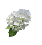 紫陽花（文字無し）hydrangea（個別スタンプ：2）