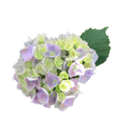 紫陽花（文字無し）hydrangea（個別スタンプ：3）