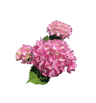 紫陽花（文字無し）hydrangea（個別スタンプ：4）