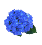 紫陽花（文字無し）hydrangea（個別スタンプ：5）