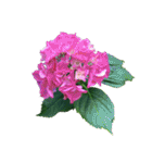 紫陽花（文字無し）hydrangea（個別スタンプ：6）